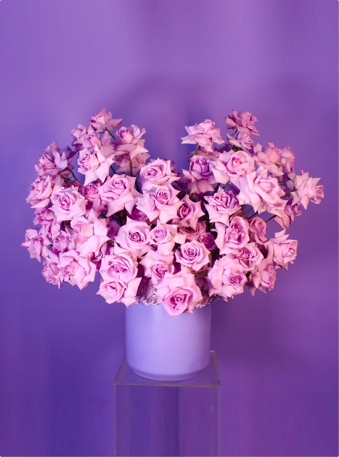 VIOLET VIOLET